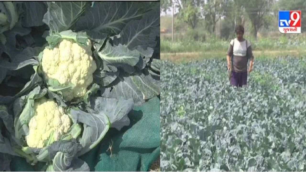 Sabarkantha: સુરત, અમદાવાદ થી લઇને દિલ્હી-મુંબઇના બજારમાં ફુલાવર ઠાલવતા ખેડૂતોની હાલત અપોષણક્ષમ ભાવોથી કફોડી