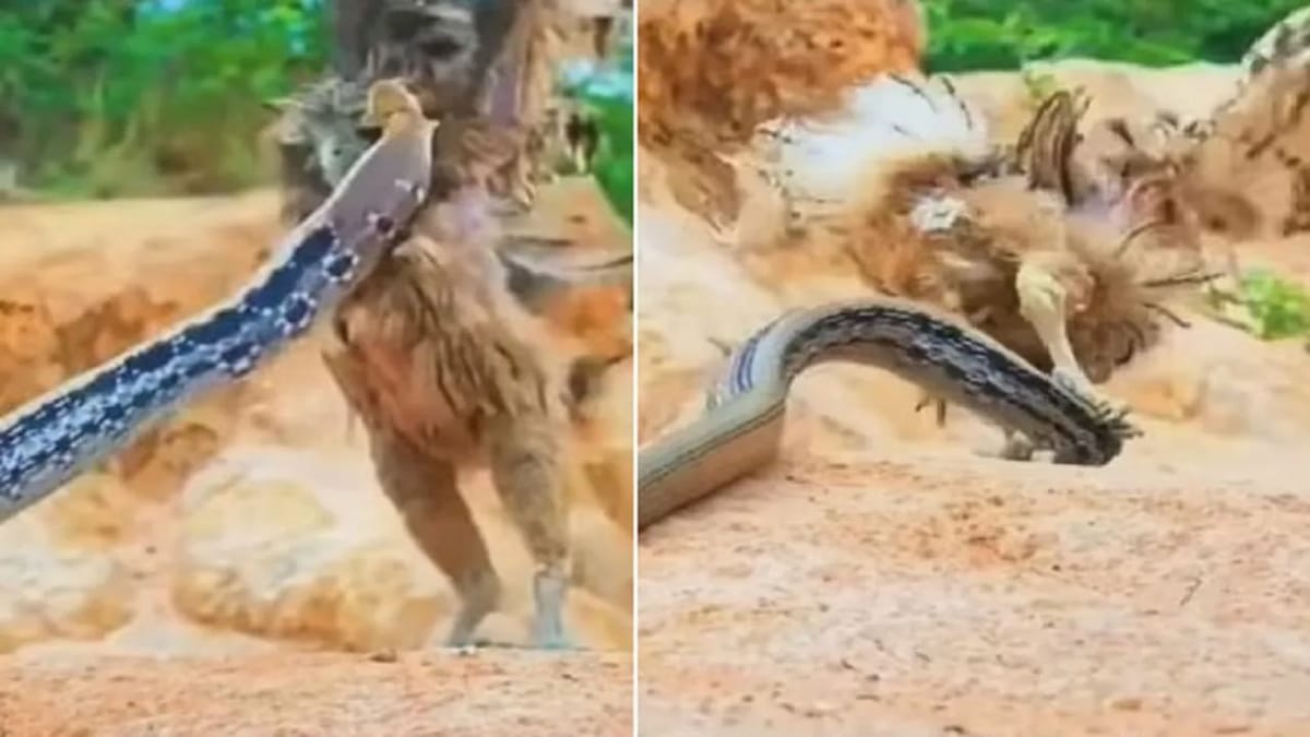 Viral: ઘુવડ પર સાપે કર્યો હુમલો, આવી ખતરનાક લડાઈ તમે ભાગ્યે જ જોઈ હશે, જુઓ વીડિયો