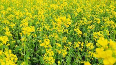 Mustard farming: પુસાએ વિકસિત કરી સરસવની ઝીરો ફેટી એસિડવાળી જાત, 26 ક્વિન્ટલથી વધુ આપી શકે છે ઉત્પાદન