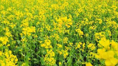 Mustard farming: પુસાએ વિકસિત કરી સરસવની ઝીરો ફેટી એસિડવાળી જાત, 26 ક્વિન્ટલથી વધુ આપી શકે છે ઉત્પાદન