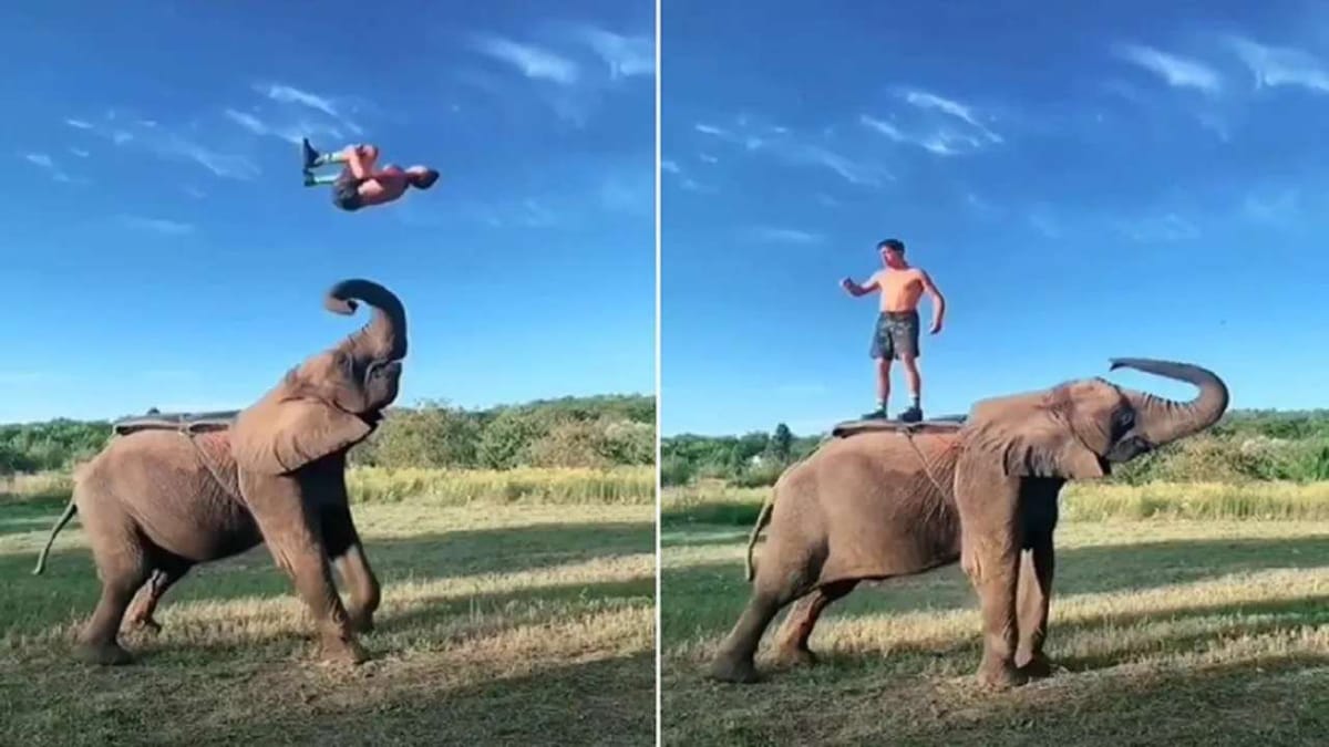 Viral: શખ્સે હાથી પર ચડીને કર્યો ગજબનો સ્ટંટ, લોકોએ કહ્યું 'પરફેક્ટ લેન્ડિંગ'