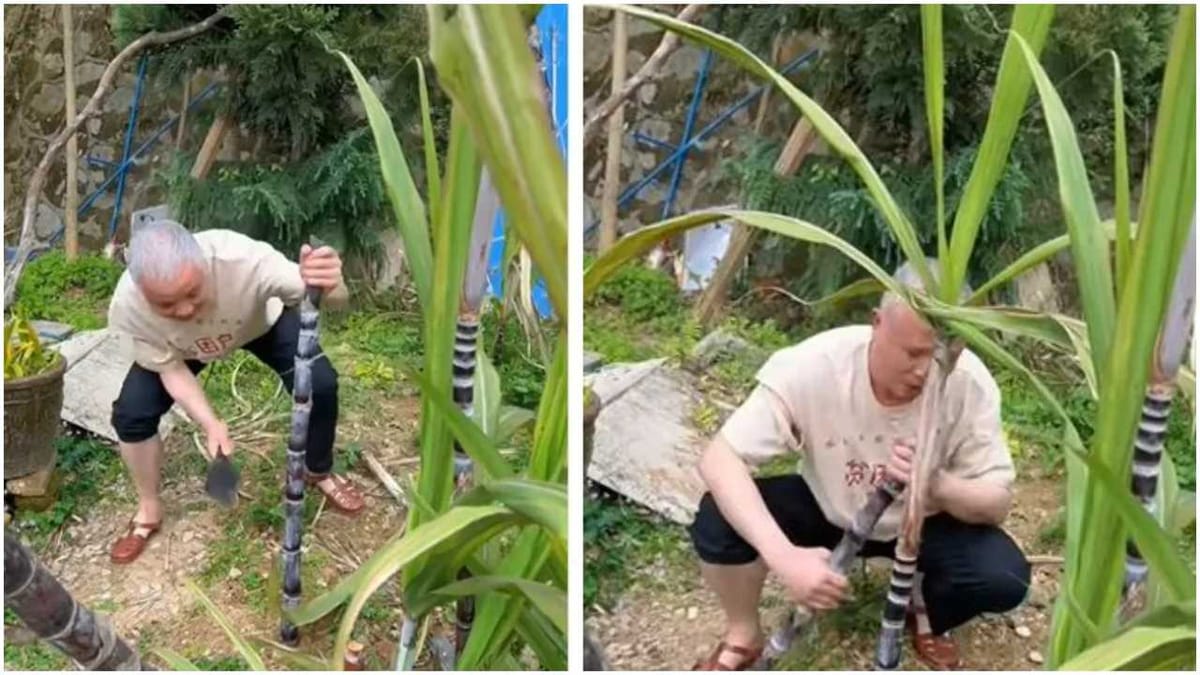 Viral: શખ્સે ગજબનો દિમાગ લગાવી કરી શેરડીની ચોરી, લોકોએ કહ્યું 'આઈન્સટાઈન કરતા પણ તેજ બુદ્ધિ છે'