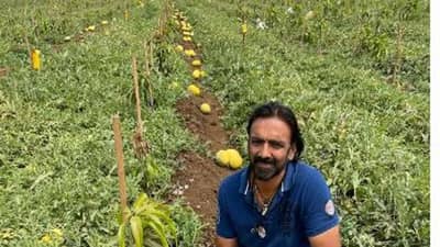 Surat: સુરત જિલ્લામાં પાઈનેપલનો સ્વાદ ધરાવતા તાઇવાન તરબૂચની અનોખી ખેતી, જાણો કઈ રીતે મેળવે છે જંગી ઉત્પાદન