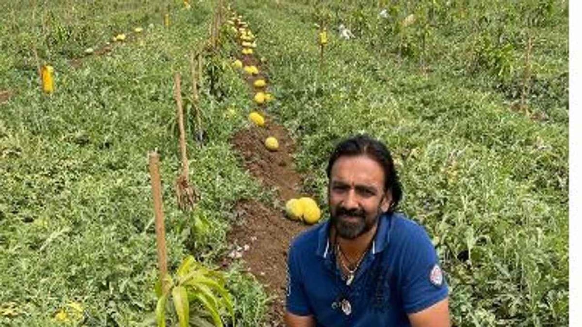 Surat: સુરત જિલ્લામાં પાઈનેપલનો સ્વાદ ધરાવતા તાઇવાન તરબૂચની અનોખી ખેતી, જાણો કઈ રીતે મેળવે છે જંગી ઉત્પાદન