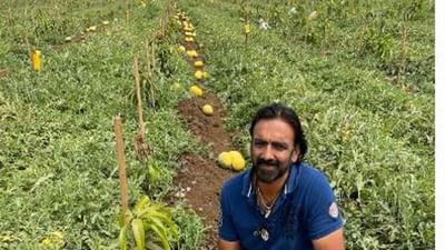 Surat: સુરત જિલ્લામાં પાઈનેપલનો સ્વાદ ધરાવતા તાઇવાન તરબૂચની અનોખી ખેતી, જાણો કઈ રીતે મેળવે છે જંગી ઉત્પાદન