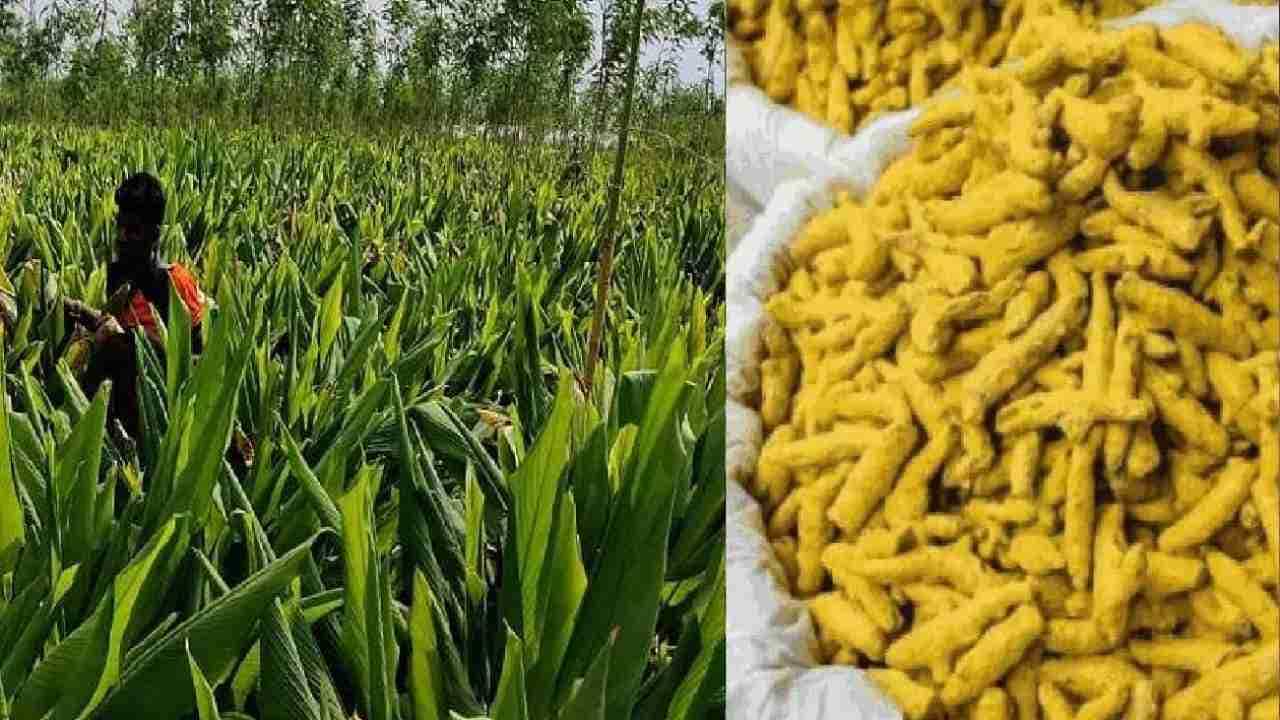 Success Story: એક એકર જમીનમાં 65 ક્વિન્ટલ હળદરનું કર્યું ઉત્પાદન, જાણો પ્રગતિશીલ ખેડૂતે કેવી રીતે કર્યું આ કમાલ