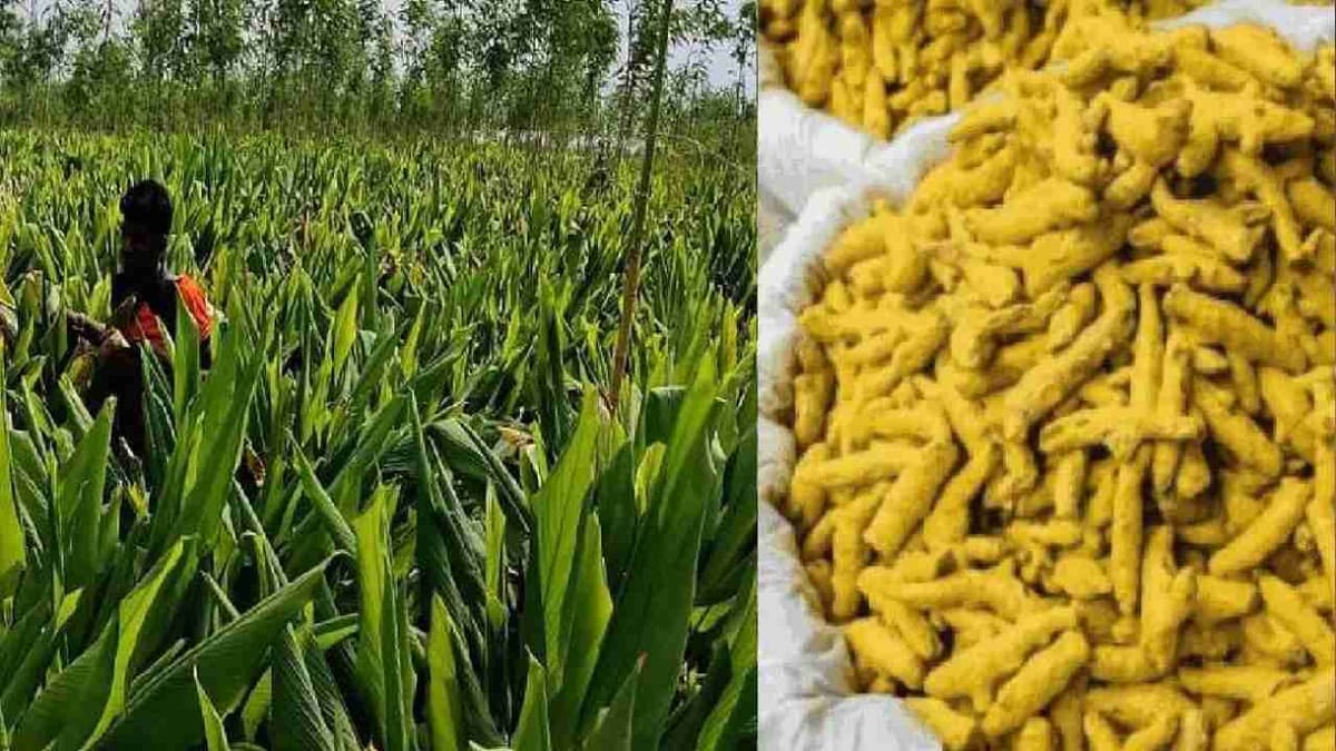 Success Story: એક એકર જમીનમાં 65 ક્વિન્ટલ હળદરનું કર્યું ઉત્પાદન, જાણો પ્રગતિશીલ ખેડૂતે કેવી રીતે કર્યું આ કમાલ Success Story: એક એકર જમીનમાં 65 ક્વિન્ટલ હળદરનું કર્યું ઉત્પાદન, જાણો પ્રગતિશીલ ખેડૂતે કેવી રીતે કર્યું આ કમાલ