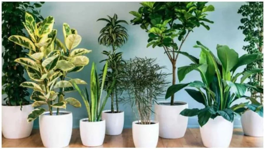Vastu Tips : આ છોડને ઘરમાં લગાવવાની ના કરશો ભૂલ, નહીંતર થઈ શકે છે નુકસાન