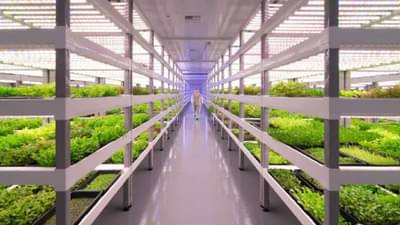 Vertical Farming: હળદરની ખેતી માટે છે વધુ અનૂકુળ, 1 એકરમાંથી મળી શકે છે 100 એકર જેટલું ઉત્પાદન