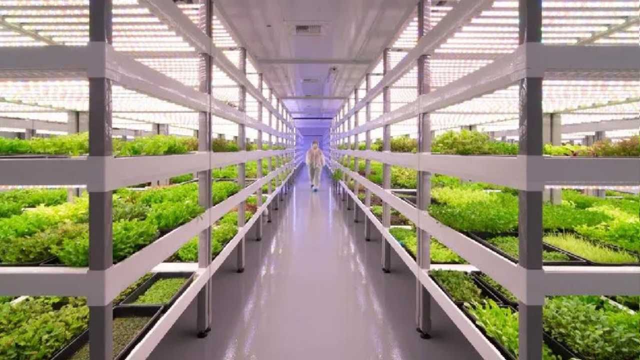 Vertical Farming: હળદરની ખેતી માટે છે વધુ અનૂકુળ, 1 એકરમાંથી મળી શકે છે 100 એકર જેટલું ઉત્પાદન