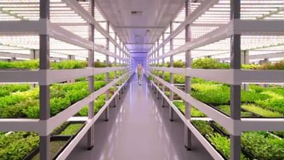 Vertical Farming: હળદરની ખેતી માટે છે વધુ અનૂકુળ, 1 એકરમાંથી મળી શકે છે 100 એકર જેટલું ઉત્પાદન