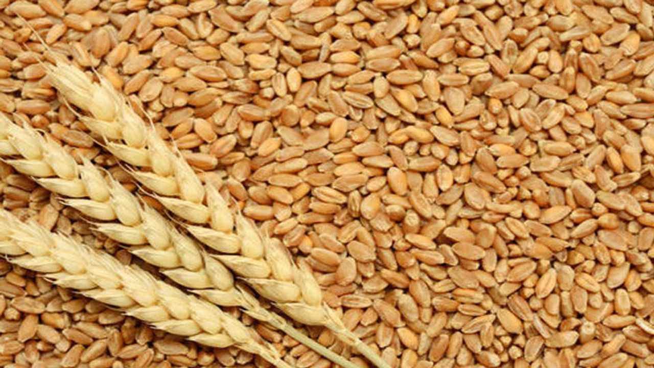 રાજય સરકાર દ્વારા ખેડુતો પાસેથી લઘુતમ ટેકાના ભાવથી ઘઉંની ખરીદી કરાશે, તા. 31 માર્ચ સુધી ઓનલાઇન નોંધણી કરાવી શકાશે