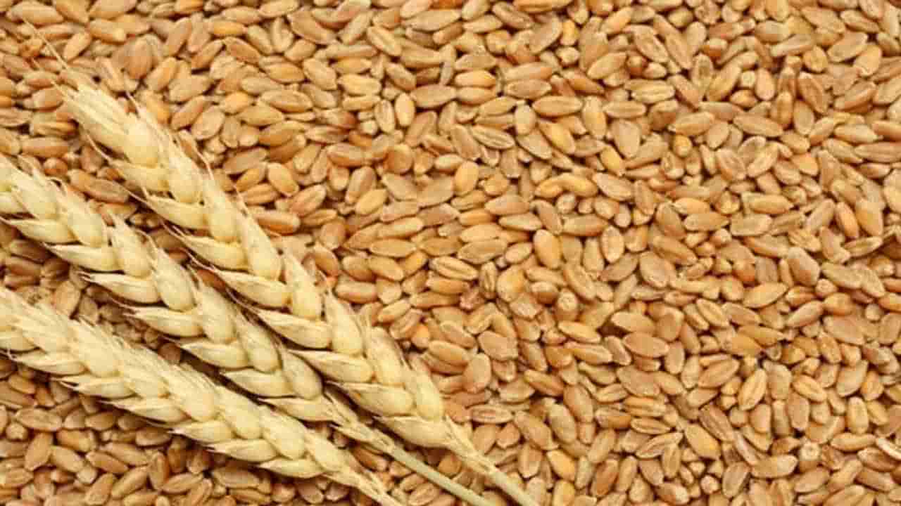 રાજય સરકાર દ્વારા ખેડુતો પાસેથી લઘુતમ ટેકાના ભાવથી ઘઉંની ખરીદી કરાશે, તા. 31 માર્ચ સુધી ઓનલાઇન નોંધણી કરાવી શકાશે