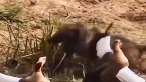 Funny Video: વાંદરાએ પક્ષીઓના ઈંડા ચોરવાની કરી કોશિશ, પછી શું થયું તે જૂઓ વીડિયોમાં