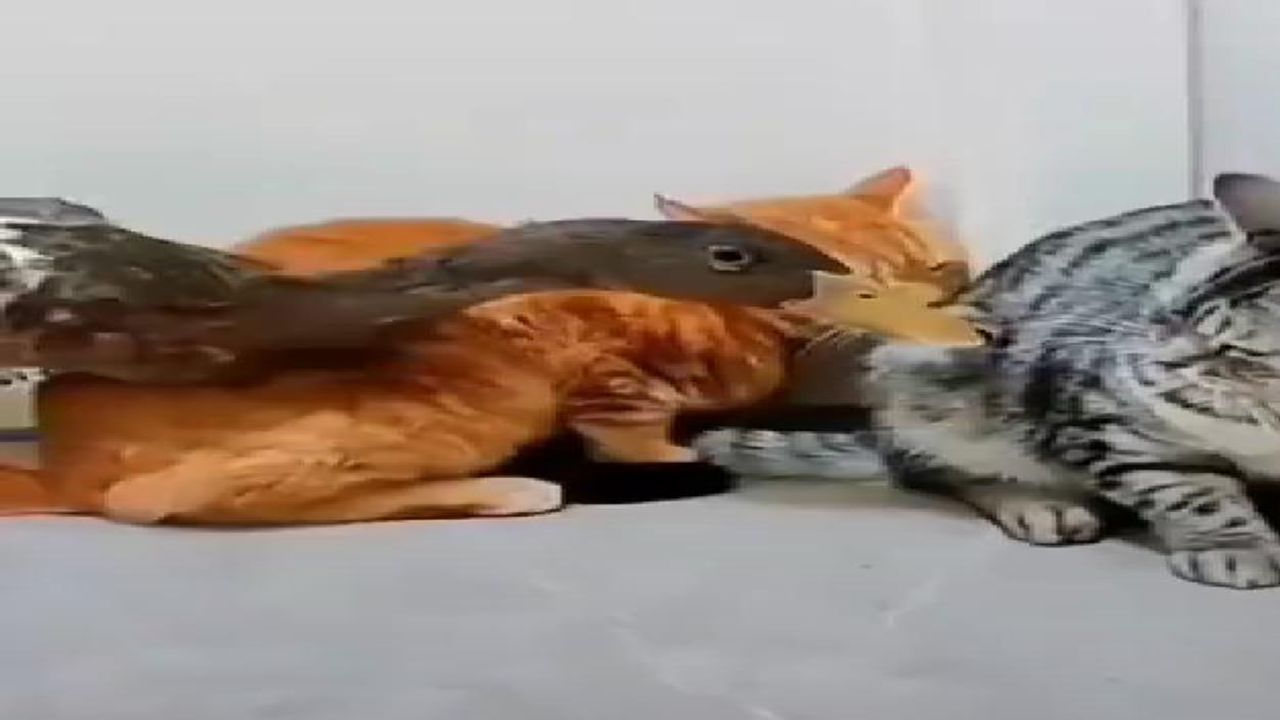 Funny Video: Duck had to bite the cat heavily, see what happened next |  Duck and cat funny video goes viral on social media | PiPa News