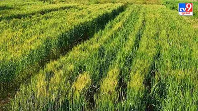 કૃષિ વૈજ્ઞાનિકોએ ઘઉં અને સરસવની ખેતી અંગે જાહેર કરી એડવાઈઝરી, જાણો કઈ બાબતોનુ રાખવુ ધ્યાન