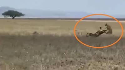 Viral: ઝેબ્રાના શિકારના ચક્કરમાં સિંહને પડી જોરદાર લાત, વીડિયો જોઈ હસવું નહીં રોકી શકો