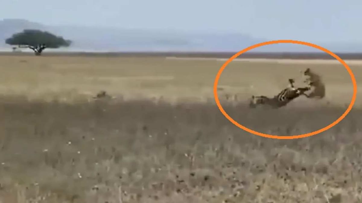 Viral: ઝેબ્રાના શિકારના ચક્કરમાં સિંહને પડી જોરદાર લાત, વીડિયો જોઈ હસવું નહીં રોકી શકો Viral: ઝેબ્રાના શિકારના ચક્કરમાં સિંહને પડી જોરદાર લાત, વીડિયો જોઈ હસવું નહીં રોકી શકો