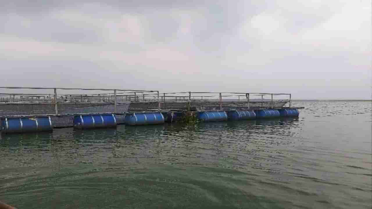 Shrimp Farming: રશિયા યુક્રેન યુદ્ધના કારણે ઝીંગાની નિકાસને અસર, ભાવમાં પ્રતિ કિલો 50 રૂપિયા સુધીનો ઘટાડો