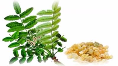 Health Care : આર્થરાઈટ્સના ઈલાજ માટે આ એક જડીબુટ્ટી છે રામબાણ ઈલાજ