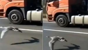 Funny Video: પક્ષીએ રસ્તા પર ટ્રક સાથે લગાવી રેસ, જોઈને લોકો પણ આશ્ચર્યચકિત