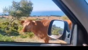 Funny Video: વ્યક્તિએ ગાયને પૂછ્યું ગામનું સરનામું, મળ્યો આવો જવાબ