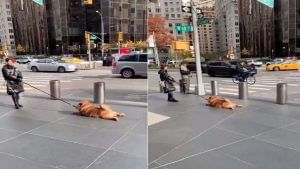 Funny Video: આળસુ કૂતરાનો ફની વીડિયો થઈ રહ્યો છે વાયરલ, મહિલા તેને આ રીતે લઈ ગઈ બહાર