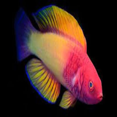 માલદીવના દરિયાકાંઠે માછલીઓની એક આકર્ષક નવી પ્રજાતિ મળી આવી છે. મલ્ટીકલર્ડ ન્યૂ ટુ સાયન્સ રોઝ વેઇલ્ડ ફેરી વર્સે (સિર્હિલાબ્રસ ફિનિફેન્મા), એ પણ પ્રથમ પ્રજાતિઓમાંની એક છે કે, જેનું નામ સ્થાનિક ધિવેહી ભાષા પરથી લેવામાં આવ્યું છે.