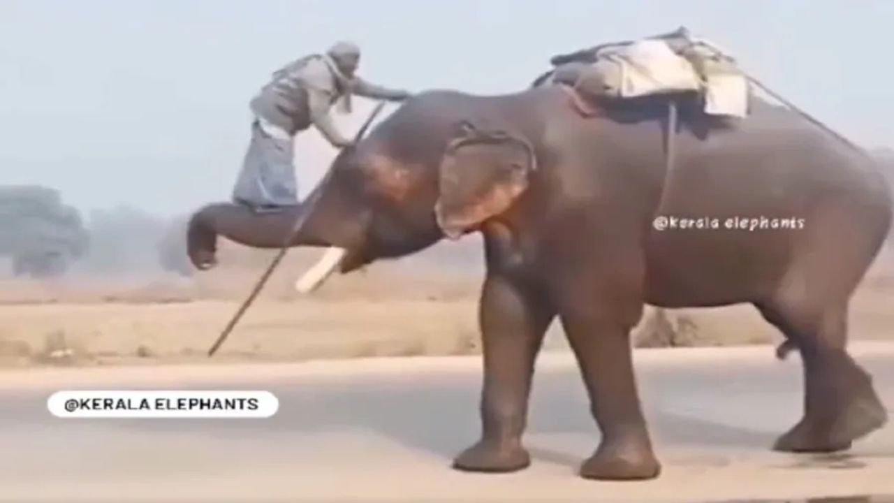 Animal Viral Video: બાહુબલી સ્ટાઈલમાં હાથી પર ચડતો જોવા મળ્યો મહાવત, લોકોએ કહ્યું 'અસલ બાહુબલી તો આ છે'