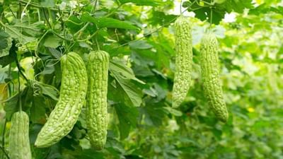 Bitter Gourd Farming: હાઈબ્રિડ કારેલાની ખેતી કેવી રીતે કરવી, જાણો સંપૂણ માહિતી