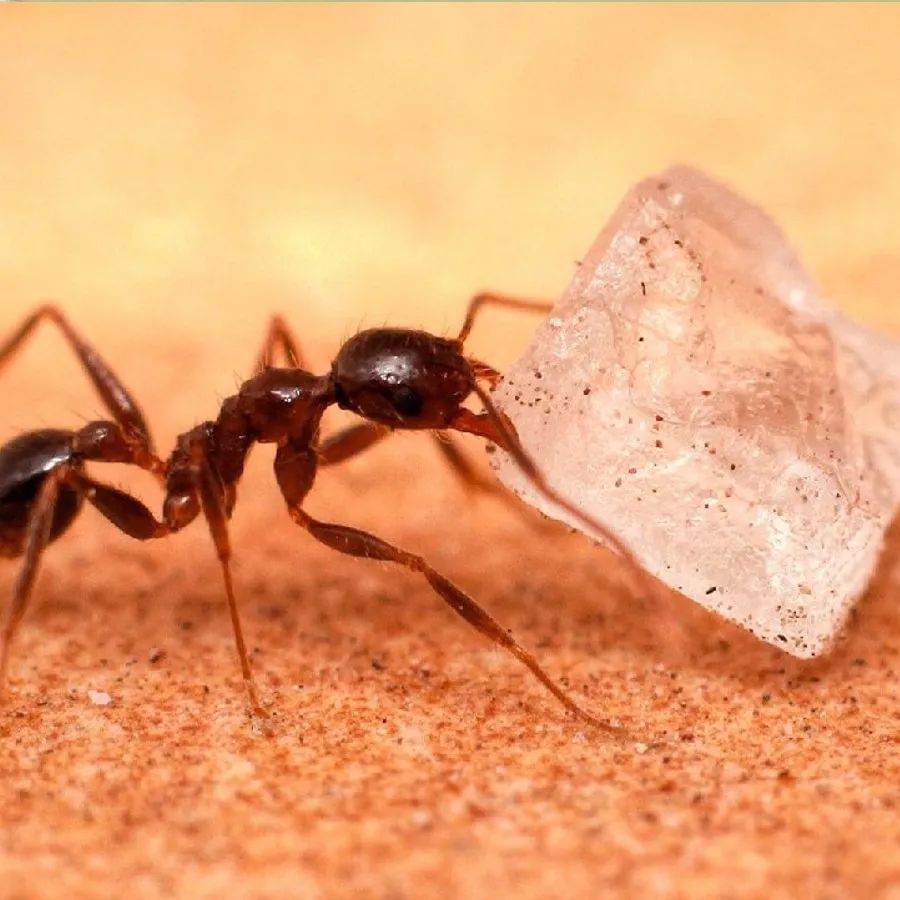 શું કીડીઓ ક્યારેય બીમાર પડે છે? આ પ્રશ્નનો જવાબ છે- હા. કીડીઓ (Ants) સારી રીતે જાણે છે કે બીમાર થયા પછી દવા (Medicine) ક્યાંથી મળશે. આ સમજવા માટે વૈજ્ઞાનિકોએ સંશોધન કર્યું. સંશોધનમાં (Research) કીડીઓ સાથે જોડાયેલી ઘણી બાબતો સામે આવી છે. જેમ કે- તેઓ ક્યારે બીમાર પડે છે અને તે રોગનો સામનો કરવા તેઓ શું કરે છે. કીડીઓ રોગને કેવી રીતે હરાવે છે તે જાણો.