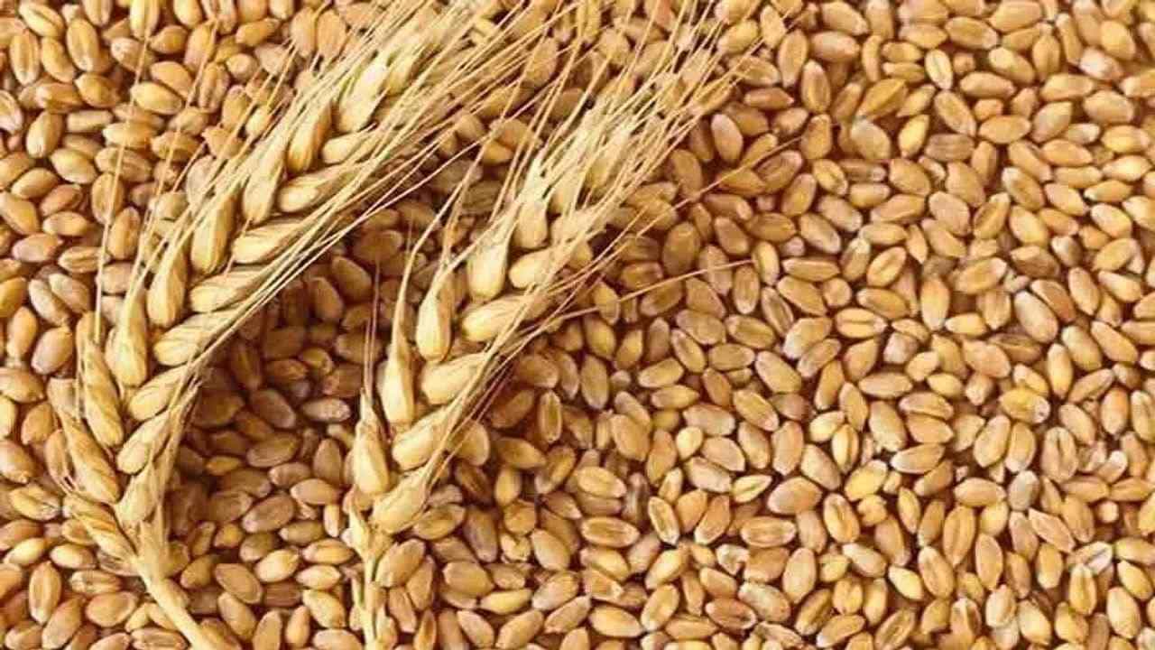 આફતમાં અવસર : વિશ્વના સૌથી મોટા ઘઉં ઉત્પાદક રશિયા - યુક્રેન વચ્ચે યુદ્ધના પગલે ભારતીય ઘઉંની માંગમાં જબરદસ્ત ઉછાળો