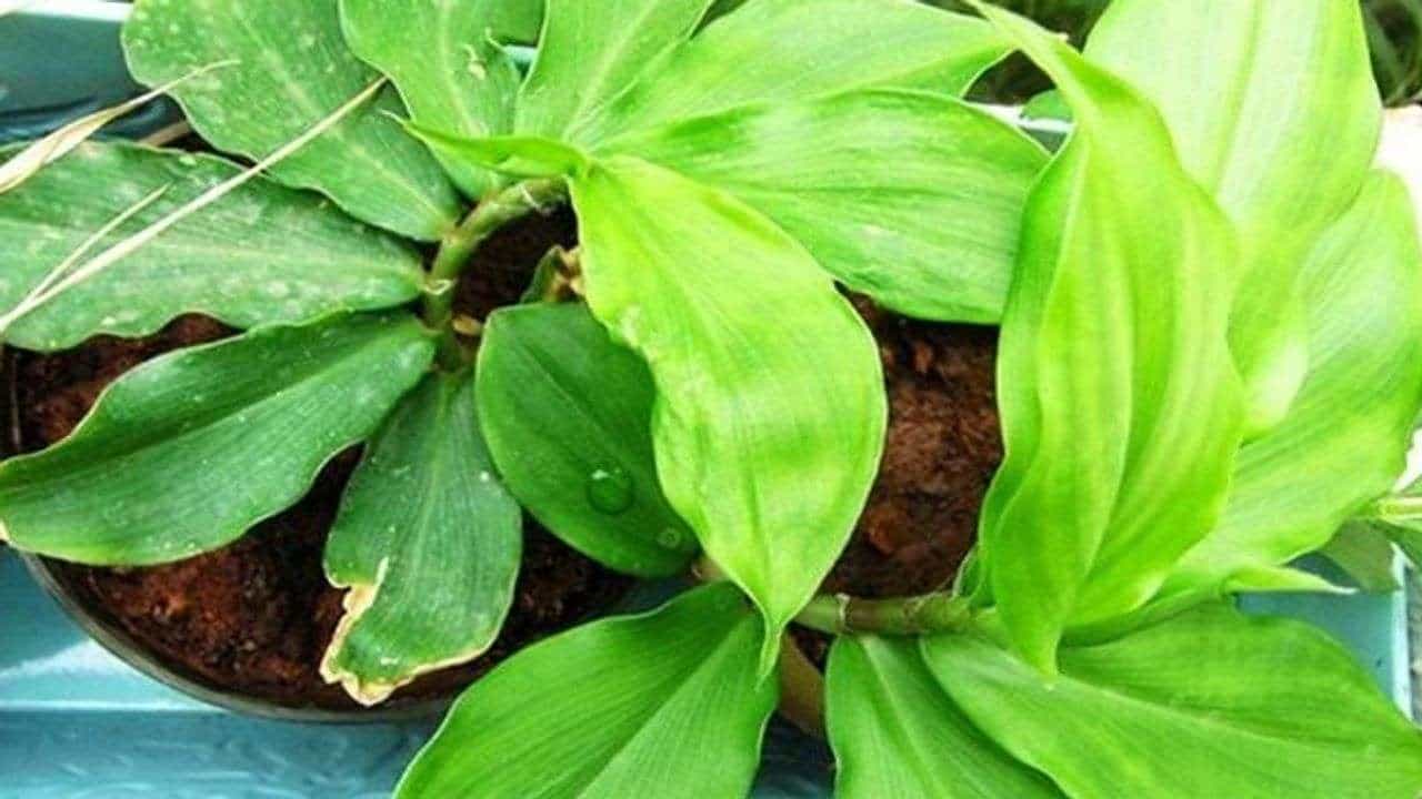 Blood Sugar : આ પરિસ્થિતિને નિયંત્રિત કરવા મદદરૂપ સાબિત થશે ઇન્સ્યુલિન પ્લાન્ટ, આયુર્વેદમાં પણ છે ઘણું મહત્વ