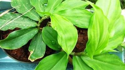 Blood Sugar : આ પરિસ્થિતિને નિયંત્રિત કરવા મદદરૂપ સાબિત થશે ઇન્સ્યુલિન પ્લાન્ટ, આયુર્વેદમાં પણ છે ઘણું મહત્વ