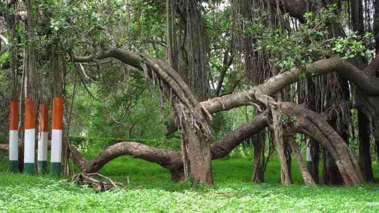 Vadodara: સામાજિક વનિકરણ વિભાગ જિલ્લામાં 3 નમો વડ વન ઉછેરશે, 75 જેટલા વડની વાટીકા બનાવાશે