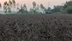 Rajkot: વીંછિયાના ખેડૂતો માટે નાની જીવાત આફત બનીને આવી, ઊભો પાક સૂકવી નાખે છે