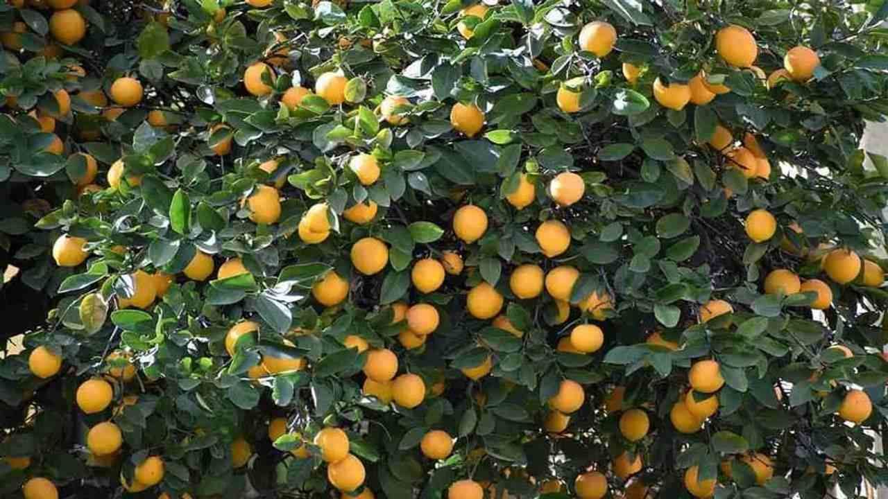 Lemon Farming: લીંબુને મોટા અને રસદાર બનાવવા માટે આ ખાતરોનો કરી શકાય ઉપયોગ, પછી જુઓ કમાલ
