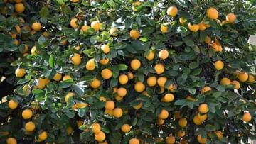 Lemon Farming: લીંબુના ભાવ તો ઉચકાયા પરંતુ ખેડૂતોને નથી થઈ રહ્યો ફાયદો, જાણો કેમ ?