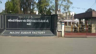 Surat :  શેરડી કાપણીમાં ગેરવહીવટને પગલે સભાસદોને કરોડોનું નુકસાન, પ્રમુખ-ઉપપ્રમુખના રાજીનામાની માગ