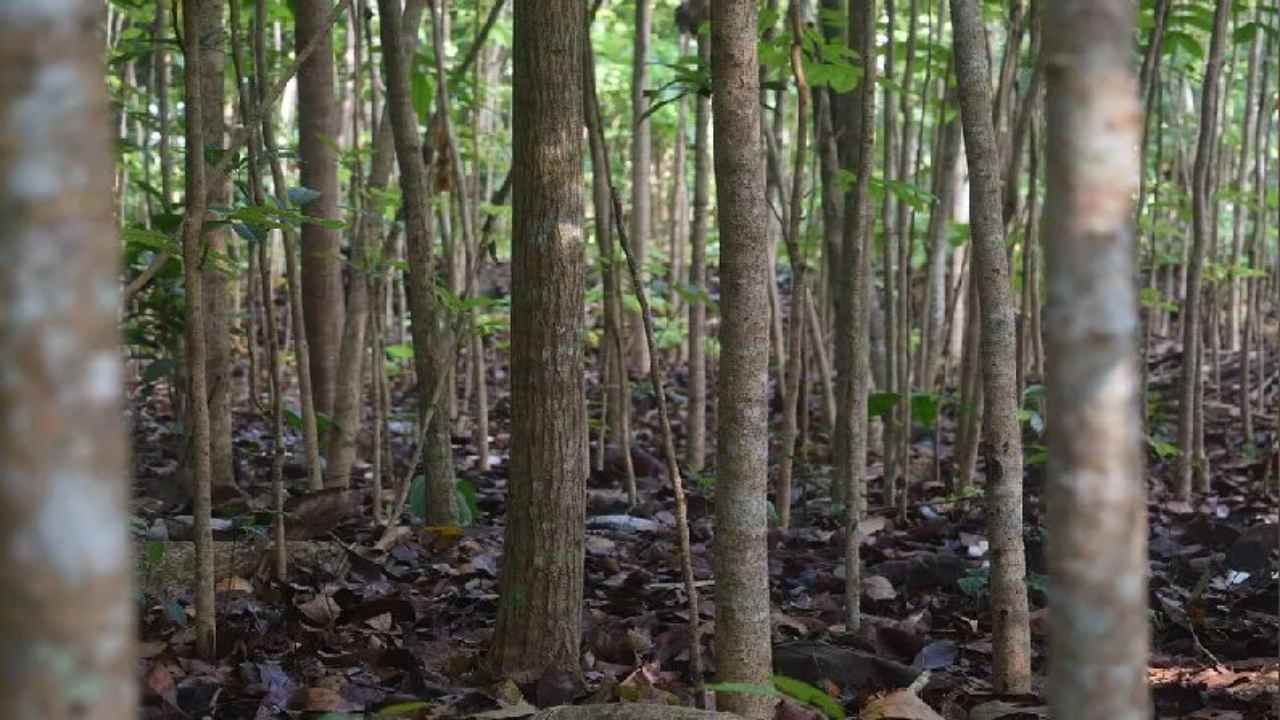 Malabar Neem Farming: આ ખેતીથી ખેડૂતો થઈ રહ્યા છે માલામાલ, જાણો સંપૂર્ણ વિગત