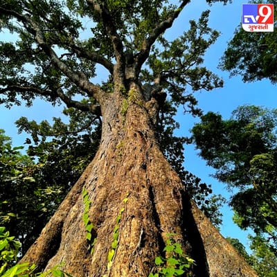 દક્ષિણ ગુજરાત એટલે ગાઢ જંગલોનો પ્રદેશ. અહીં અનેક જાતની ઔષધિય મૂલ્યો ધરાવતી વનસ્પતિઓ, નાના છોડ અને વેલ સ્વરૂપે જોવા મળે છે. તાપી જિલ્લાના પ્રખ્યાત પદમડુંગરી ઈકો ટુરિઝમ વિસ્તારમાં ઉનાઈથી ૧૮ કિ.મી.દુર ચુનાવાડી ગામે અંદાજિત ૫૦૦ વર્ષ જૂનું બહેડાનું તોતિંગ વૃક્ષ આજે પણ અડીખમ ઉભું છે. આ વૃક્ષ જોવા મોટી સંખ્યામાં પદમડુંગરી આવતાં પ્રવાસીઓના આકર્ષણનું કેન્દ્ર બન્યું છે. વનવિભાગ દ્વારા તેની યોગ્ય દેખરેખ અને જાળવણી કરવામાં આવે છે.