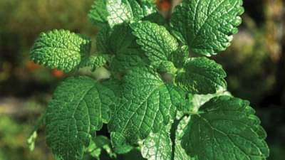 Peppermint Farming: પીપરમિન્ટની ખેતીથી ખેડૂતો કરી શકે છે બમણી કમાણી, જાણો કેટલો થાય છે ખર્ચ