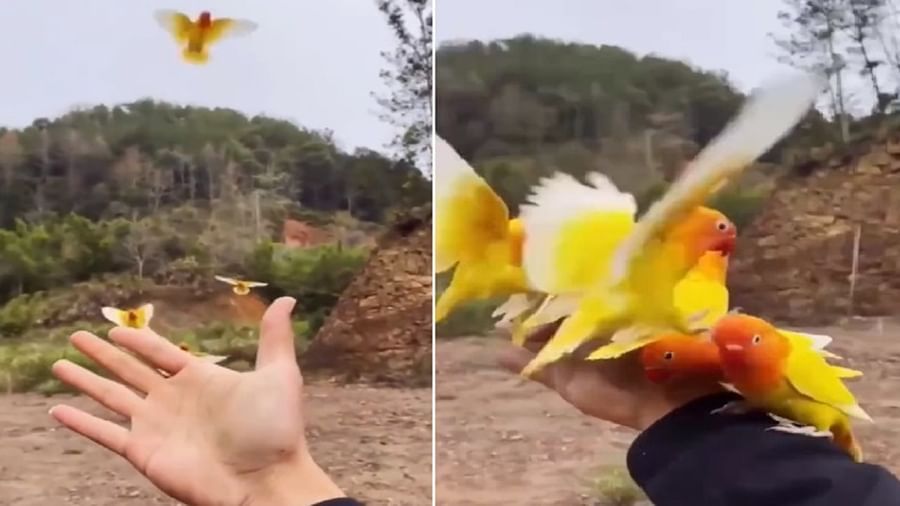 Bird Video: આ વ્યક્તિમાં છે અદ્દભુત ટેલેન્ટ, જુઓ રંગબેરંગી પોપટો કેવી રીતે તેણે પાસે બોલાવ્યા