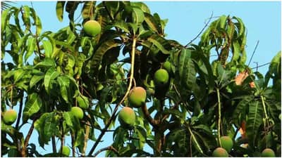 Most Costliest Mango: કિંમત જાણી લોકોના ઉડી જાય છે હોંશ, બગીચાની સુરક્ષામાં તૈનાત છે 3 ગાર્ડ અને 9 કૂતરા, જાણો આ કેરીની ખાસિયત