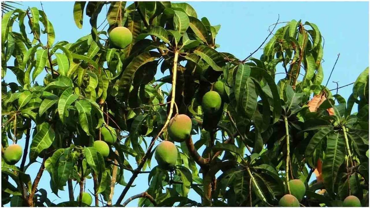 Most Costliest Mango: કિંમત જાણી લોકોના ઉડી જાય છે હોંશ, બગીચાની સુરક્ષામાં તૈનાત છે 3 ગાર્ડ અને 9 કૂતરા, જાણો આ કેરીની ખાસિયત