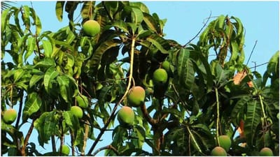 Most Costliest Mango: કિંમત જાણી લોકોના ઉડી જાય છે હોંશ, બગીચાની સુરક્ષામાં તૈનાત છે 3 ગાર્ડ અને 9 કૂતરા, જાણો આ કેરીની ખાસિયત