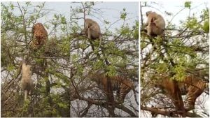 Viral: વાંદરાની ચાલાકી આગળ વાઘની તાકાત રહી ફેલ, લોકોએ કહ્યું આ તો છે કુદરતનો કમાલ