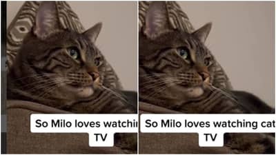 Funny Video: ચેનલ બદલવા પર બિલાડીએ આપી આવી પ્રતિક્રિયા, વીડિયો જોઈને લોકોએ કહ્યું- આને કહેવાય પાવર મૂવ