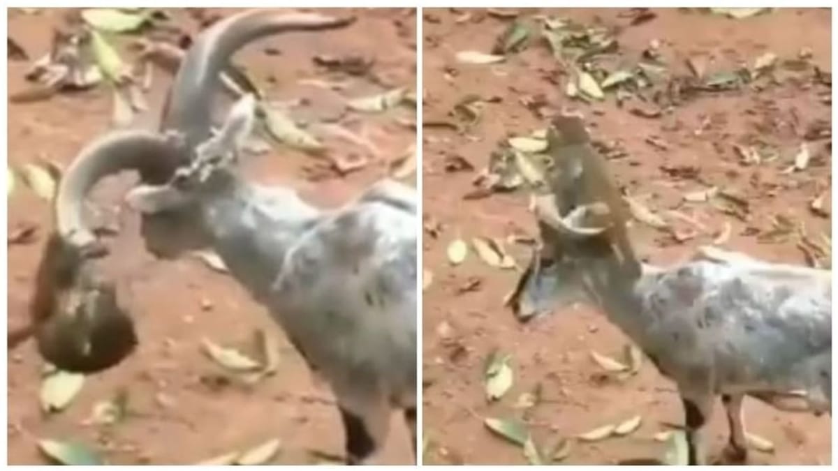 Viral: વાંદરાએ બકરીના શિંગડાને બનાવ્યો ઝુલો, વીડિયો જોઈ હસવું નહીં રોકી શકો