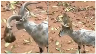 Viral: વાંદરાએ બકરીના શિંગડાને બનાવ્યો ઝુલો, વીડિયો જોઈ હસવું નહીં રોકી શકો